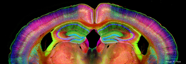 Neuroanatomy & Neurophysiology in Freiburg