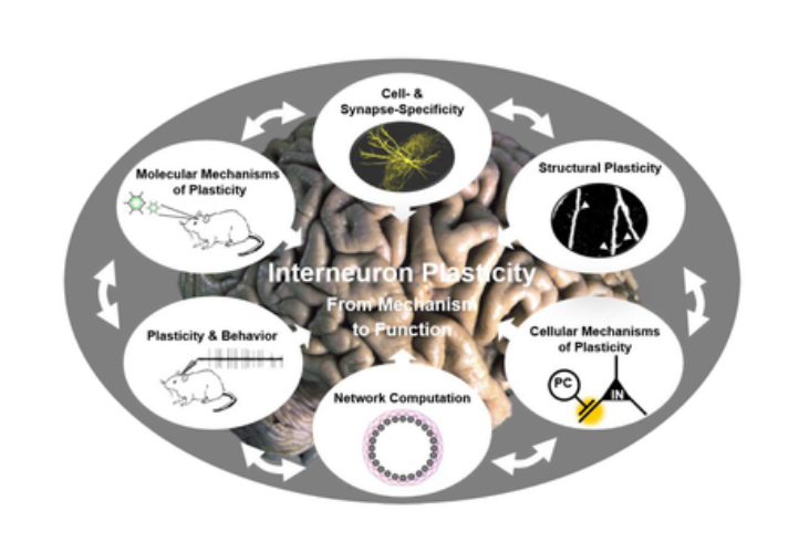 FOR 2143: Interneuron Plasticity - From Mechanism to Function