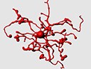 Mit Leuchtmarkern Hirnerkrankungen besser verstehen Mit Leuchtmarkern Hirnerkrankungen besser verstehen