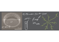 Performance test for neural interfaces