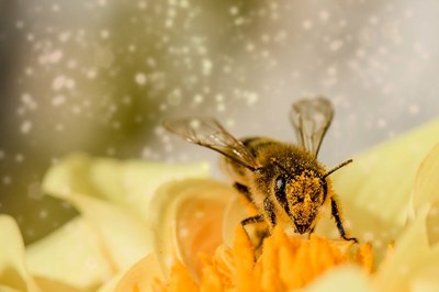 Undiscovered compounds, bee navigation