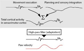 How the brain differentiates between planned and actual movement 